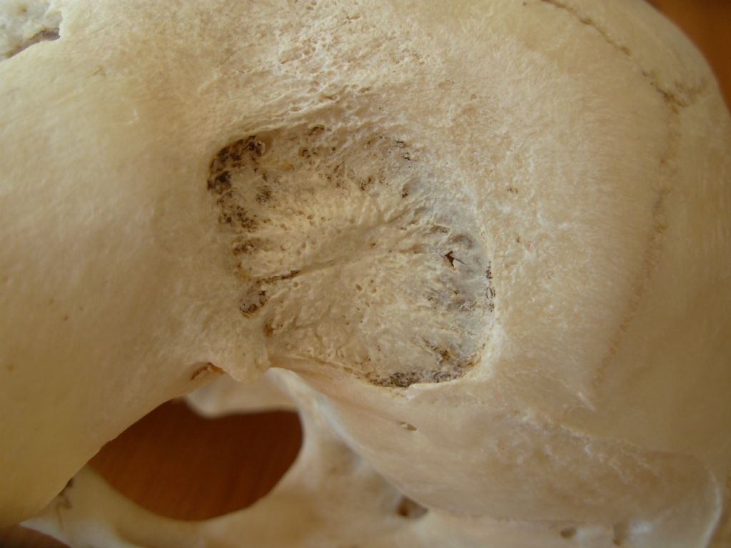 Cranio di erbivoro